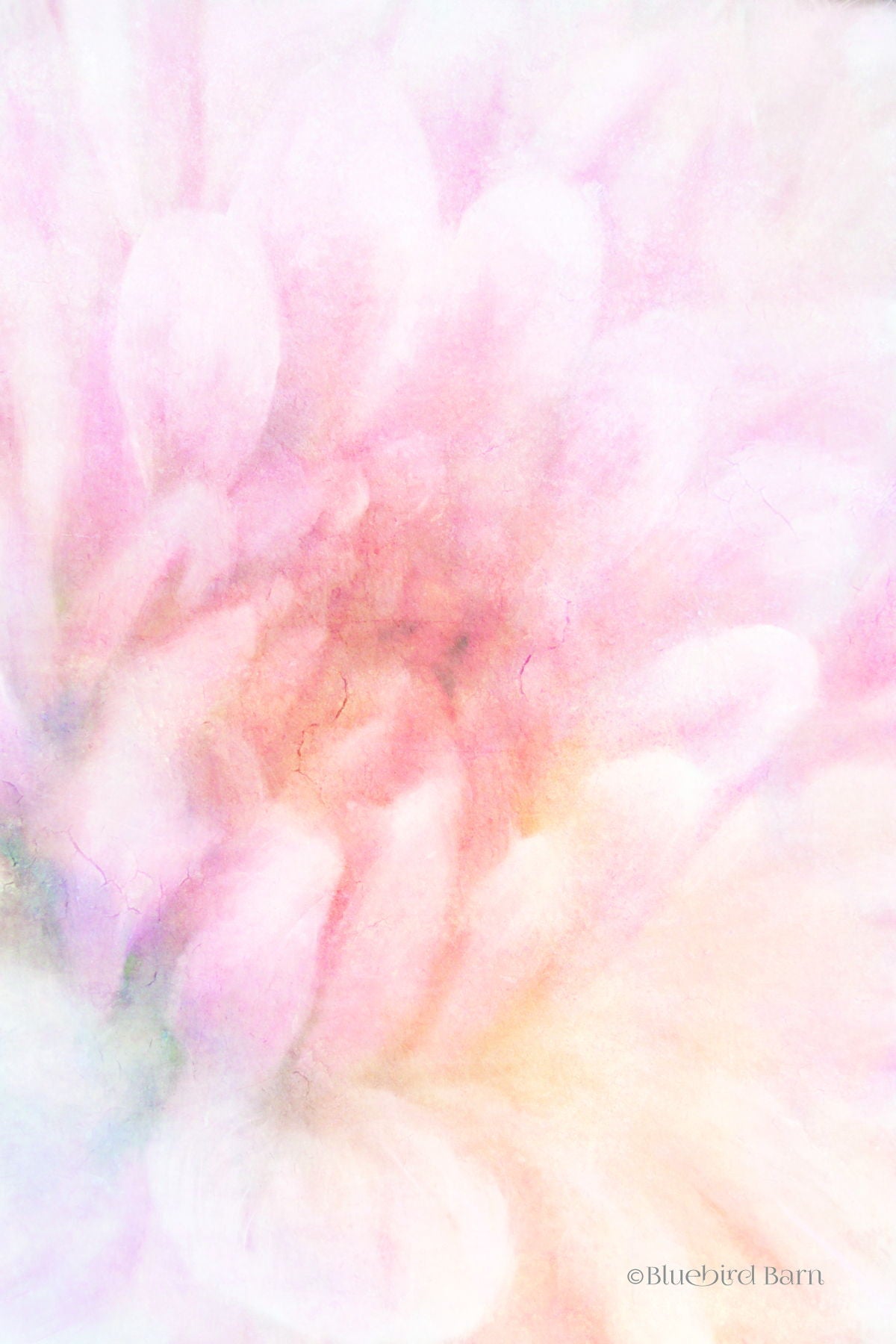 Soft Dahlia Pastel Peach By Bluebird Barn - Pink Classy Art