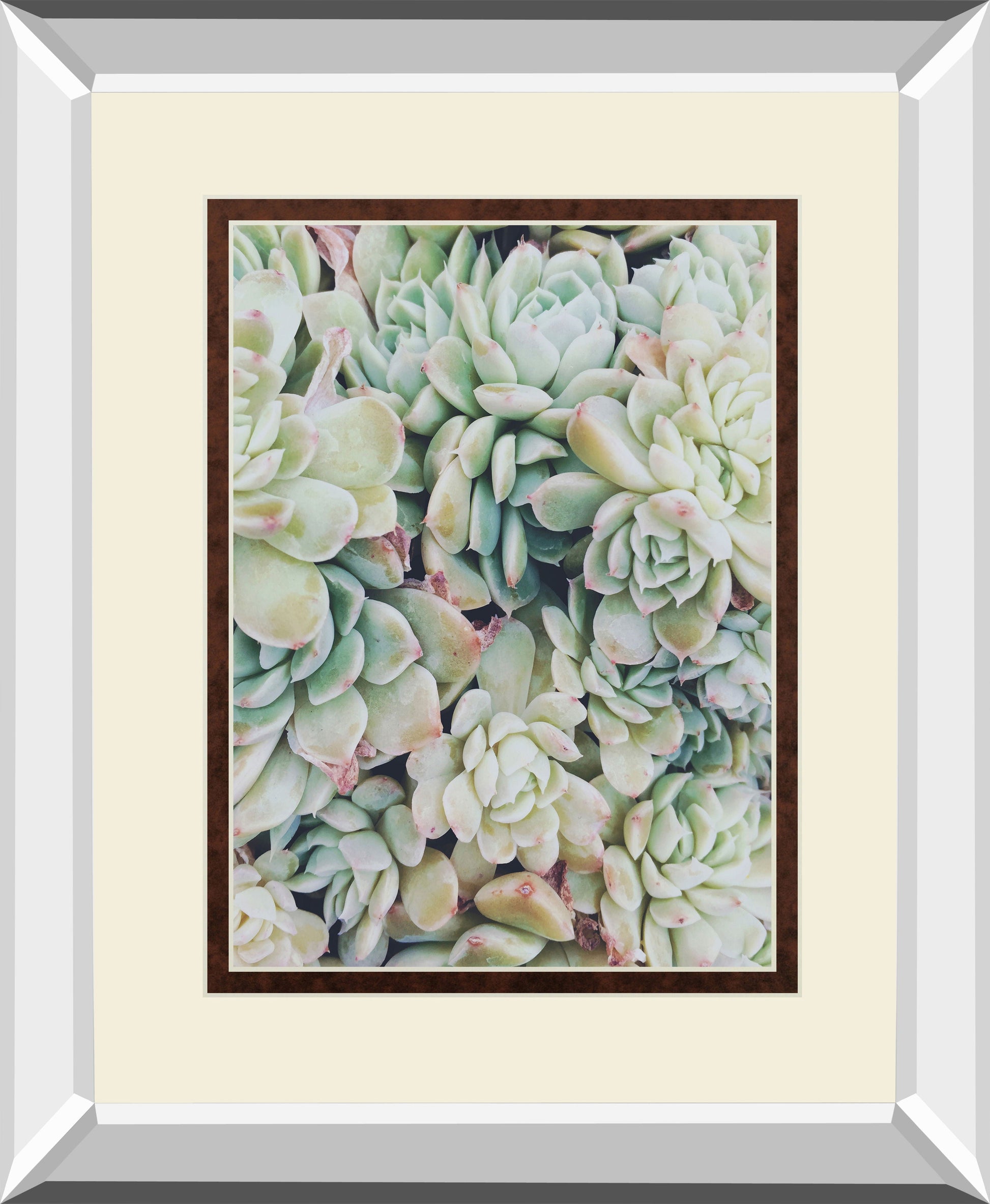 Translucent Succulents By Chelsea Kedron Mirrored Frame - Green Classy Art