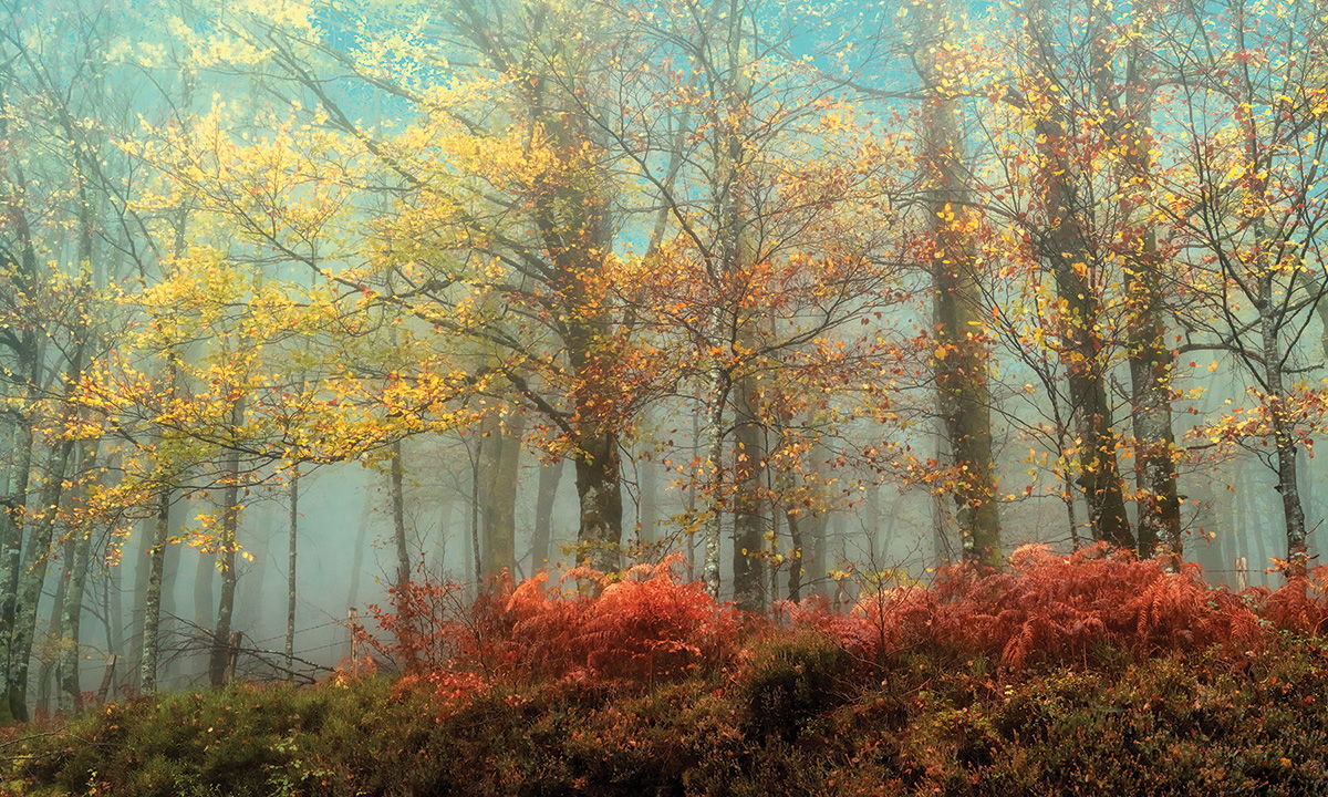 Beeches In The Mist By Lars Van De Goor - Light Blue Classy Art