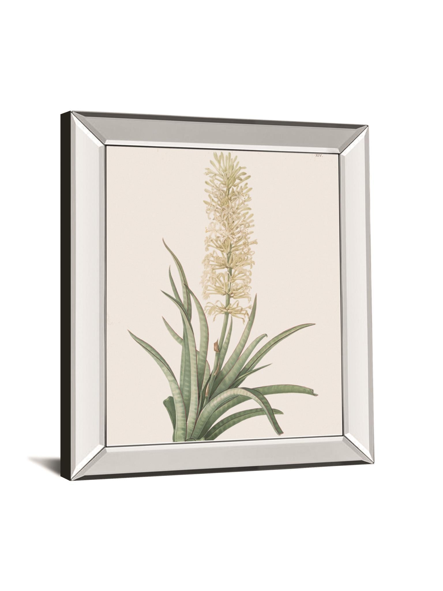 Sansevieria Zeylancia By Pierre Joseph Redoute - Mirror Framed Print Wall Art - White Classy Art