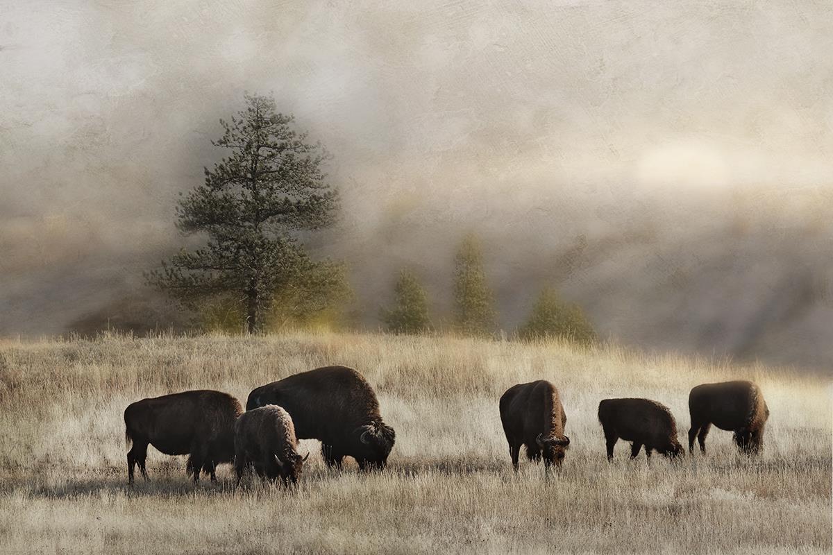 Ridge Grazing By Danita Delimont - Dark Gray Classy Art