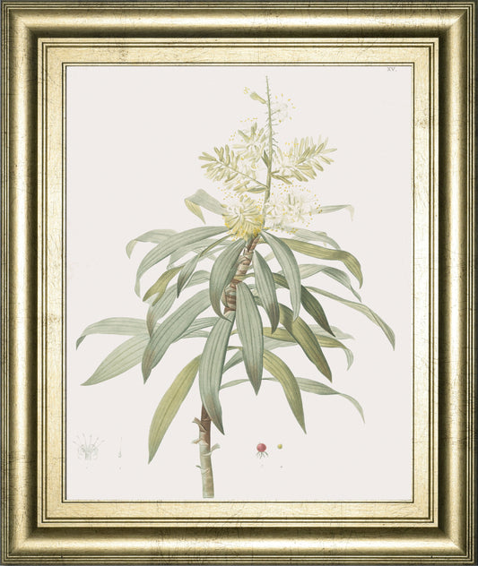 Dracaena Reflexa By Pierre Joseph Redoute - Framed Print Wall Art - Green Classy Art