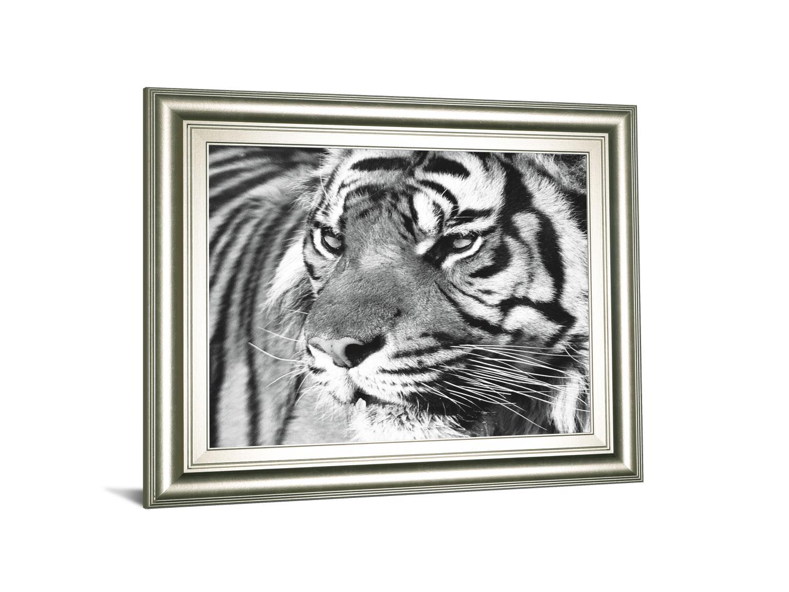 Tiger Eyes By Xavier Ortega - Framed Print Wall Art - Black Classy Art