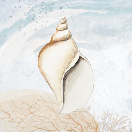 Ocean Oasis Tropical Seashell I By Patricia Pinto (Framed) (Small) - Light Blue Classy Art