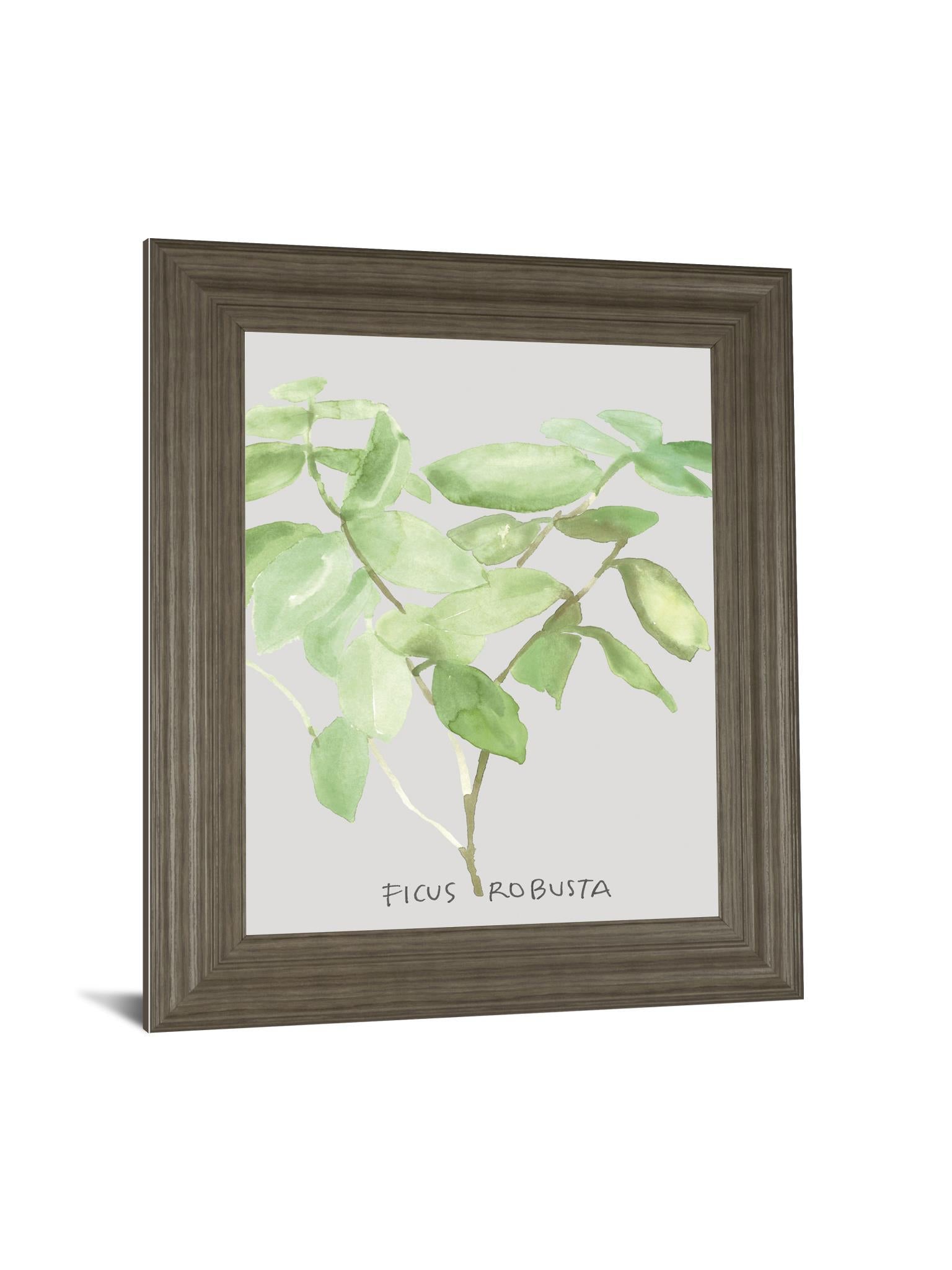 Ficus Robusta By Katrien Soeffers - Framed Print Wall Art - Green Classy Art