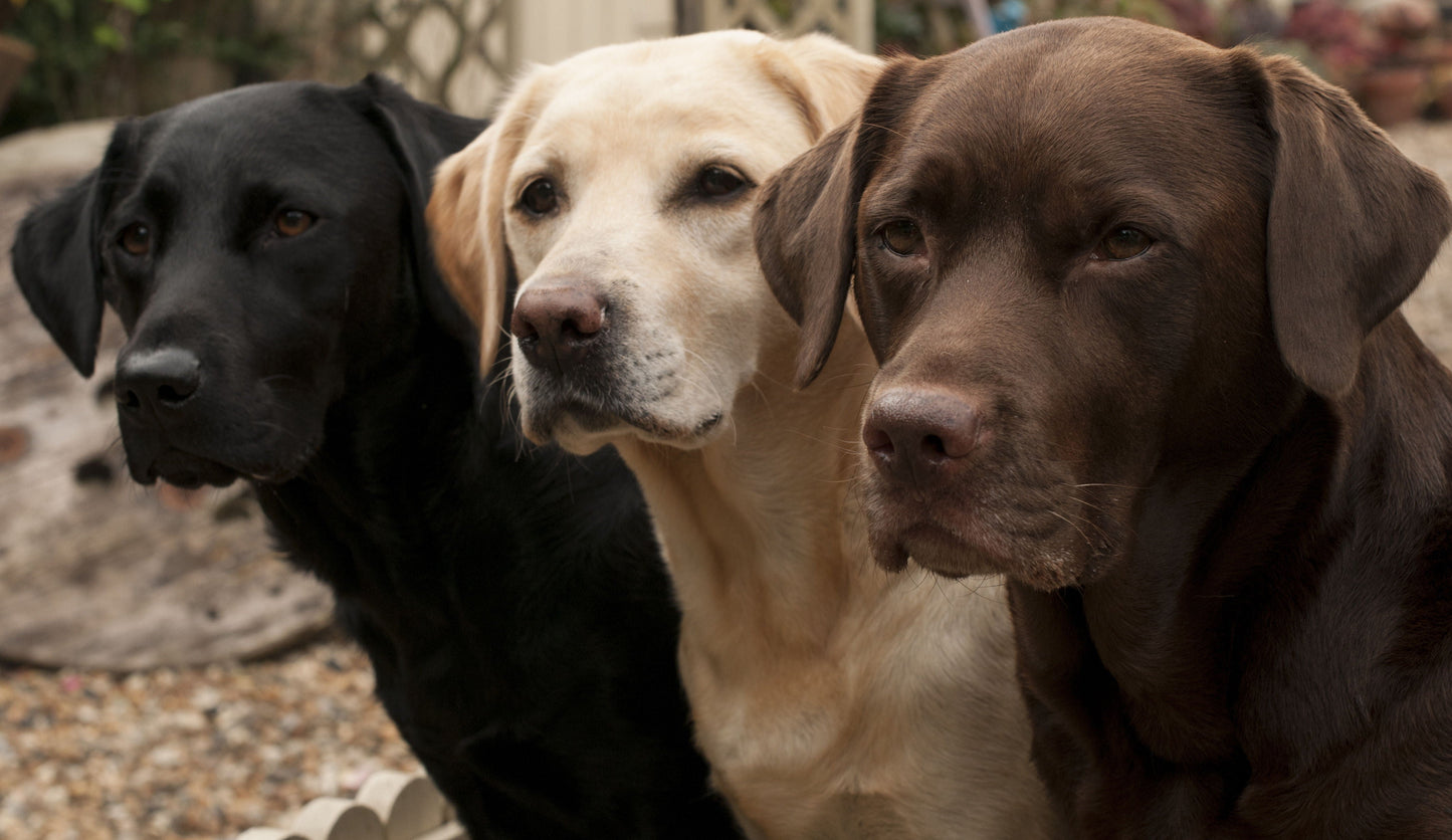 Three Shades Of Loyalty - Dark Brown Classy Art