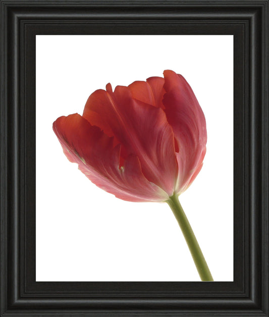 Red Tulip By Art Photo Pro - Framed Print Wall Art - Red Classy Art