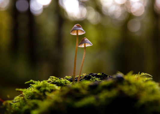 Tempered Glass With Foil - Mushrooms - Green Classy Art