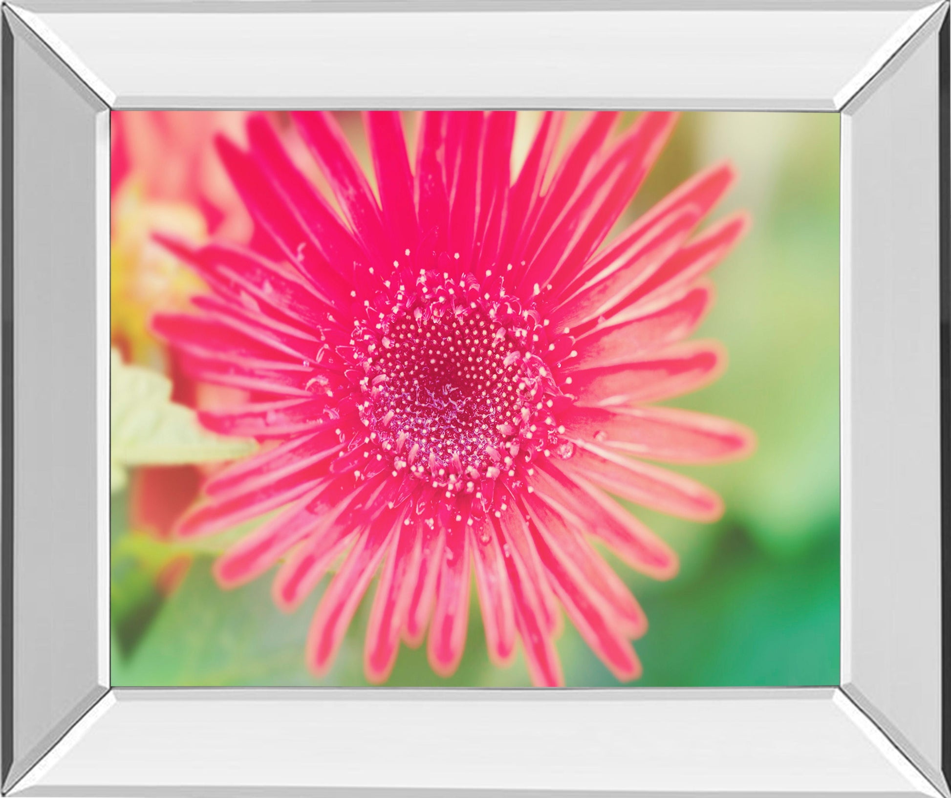 Pink Gerbera By Susan Bryant - Mirror Framed Print Wall Art - Pink Classy Art