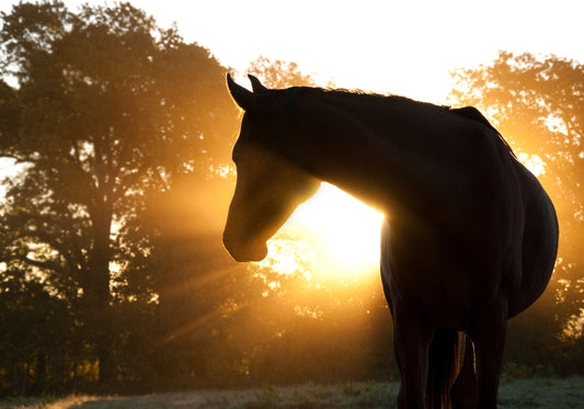 Horse Silhoutte - Dark Brown Classy Art