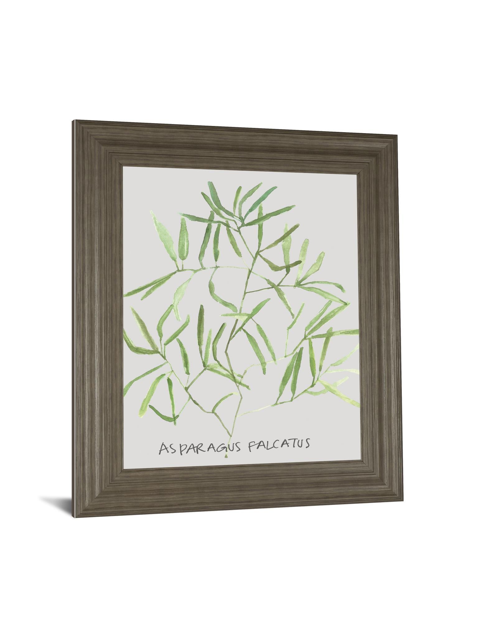 Asparogus Falcatus By Katrien Soeffers - Framed Print Wall Art - Green Classy Art