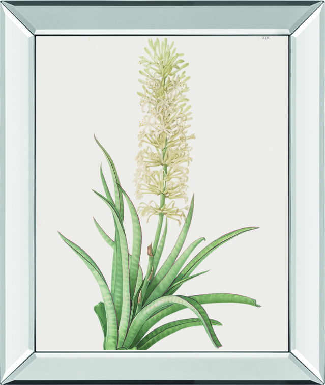 Sansevieria Zeylancia By Pierre Joseph Redoute - Mirror Framed Print Wall Art - White Classy Art