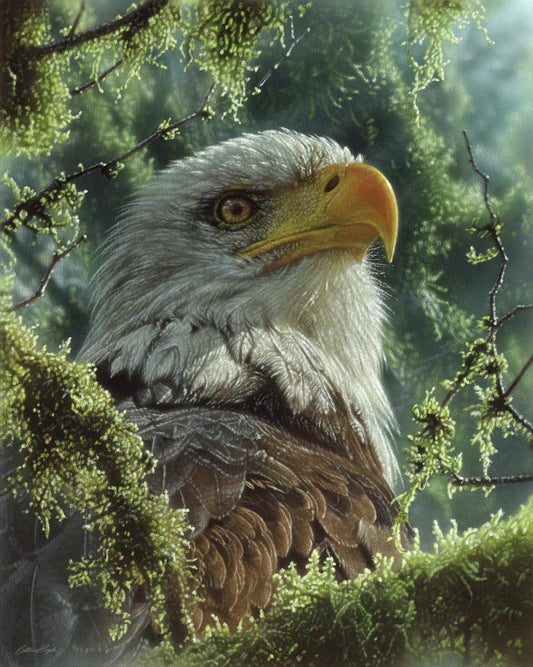 Framed - Bald Eagle By Collin Bogle - Green Classy Art