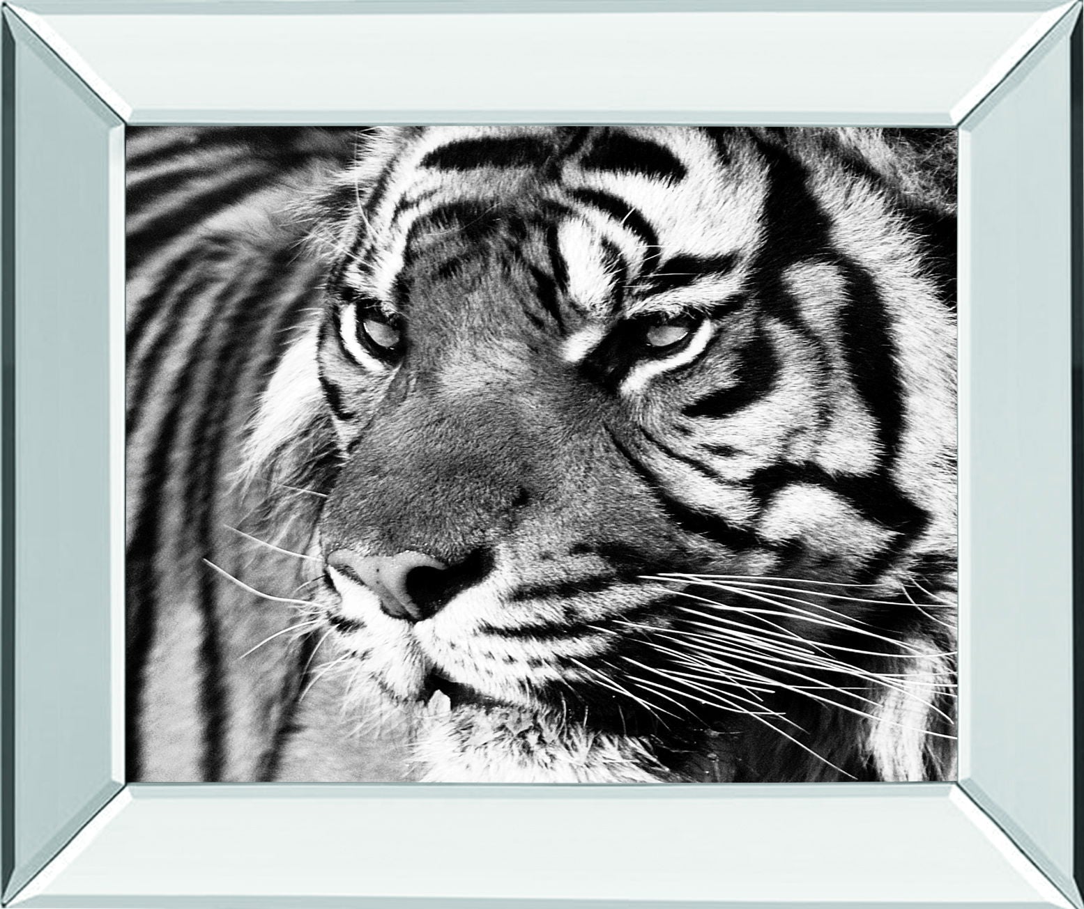 Tiger Eyes By Xavier Ortega - Mirror Framed Print Wall Art - Black Classy Art