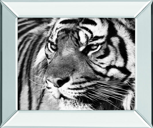 Tiger Eyes By Xavier Ortega - Mirror Framed Print Wall Art - Black Classy Art