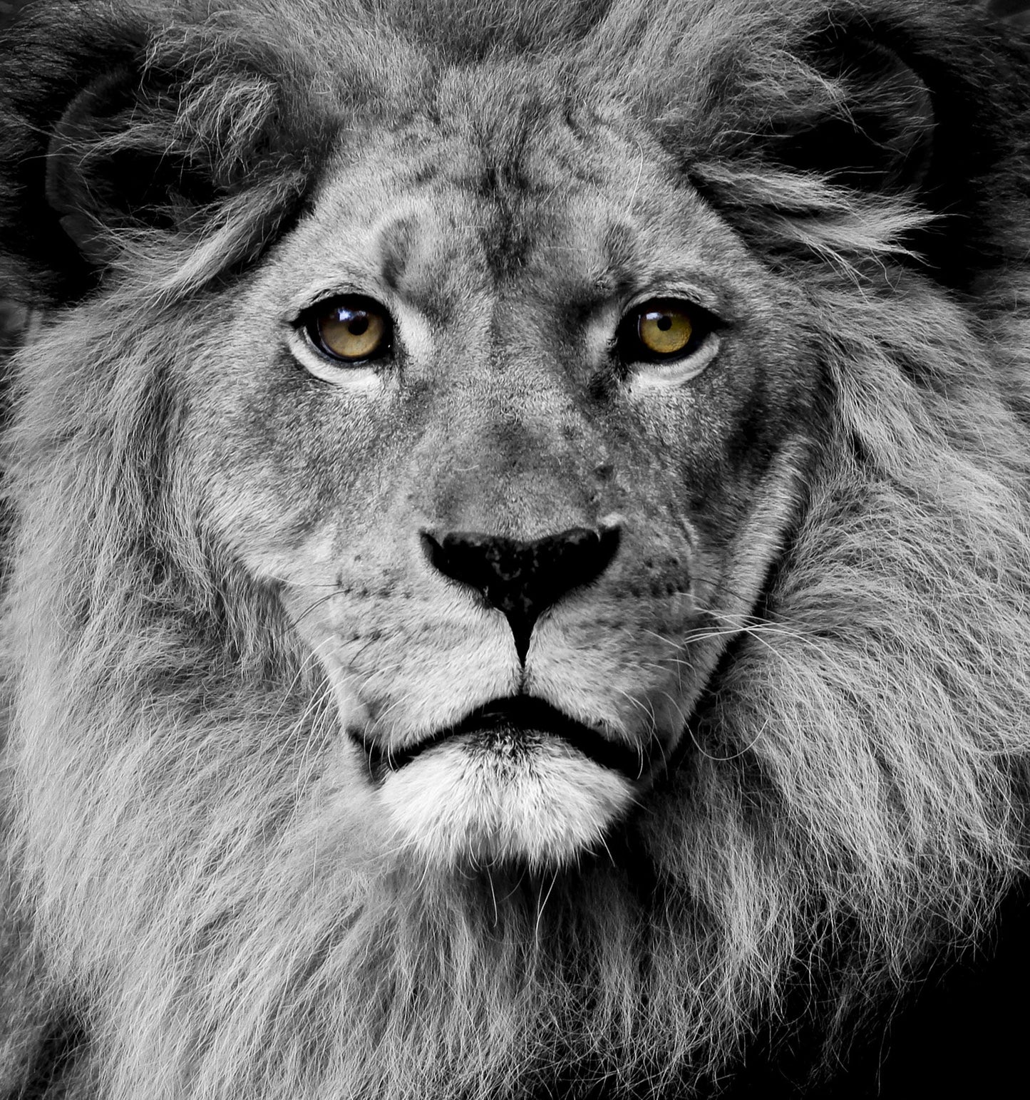 Framed - Stunning King - Dark Gray Classy Art