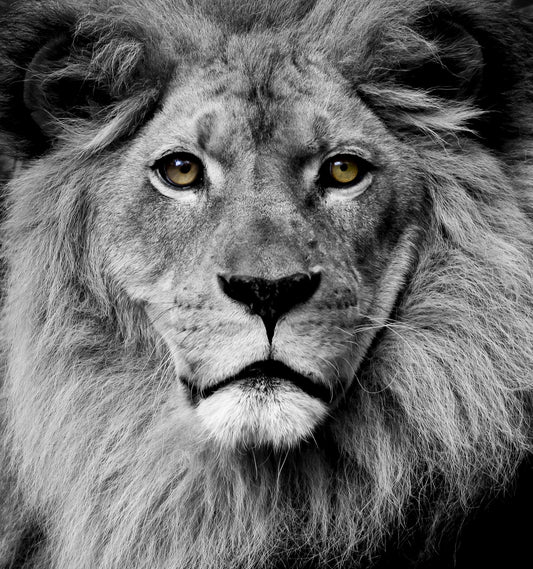 Framed - Stunning King - Dark Gray Classy Art