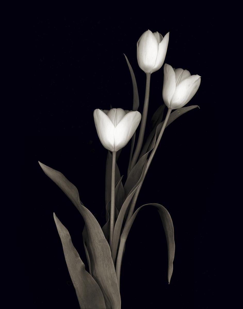 Tulip Pose I By Danita Delimont - Black Classy Art