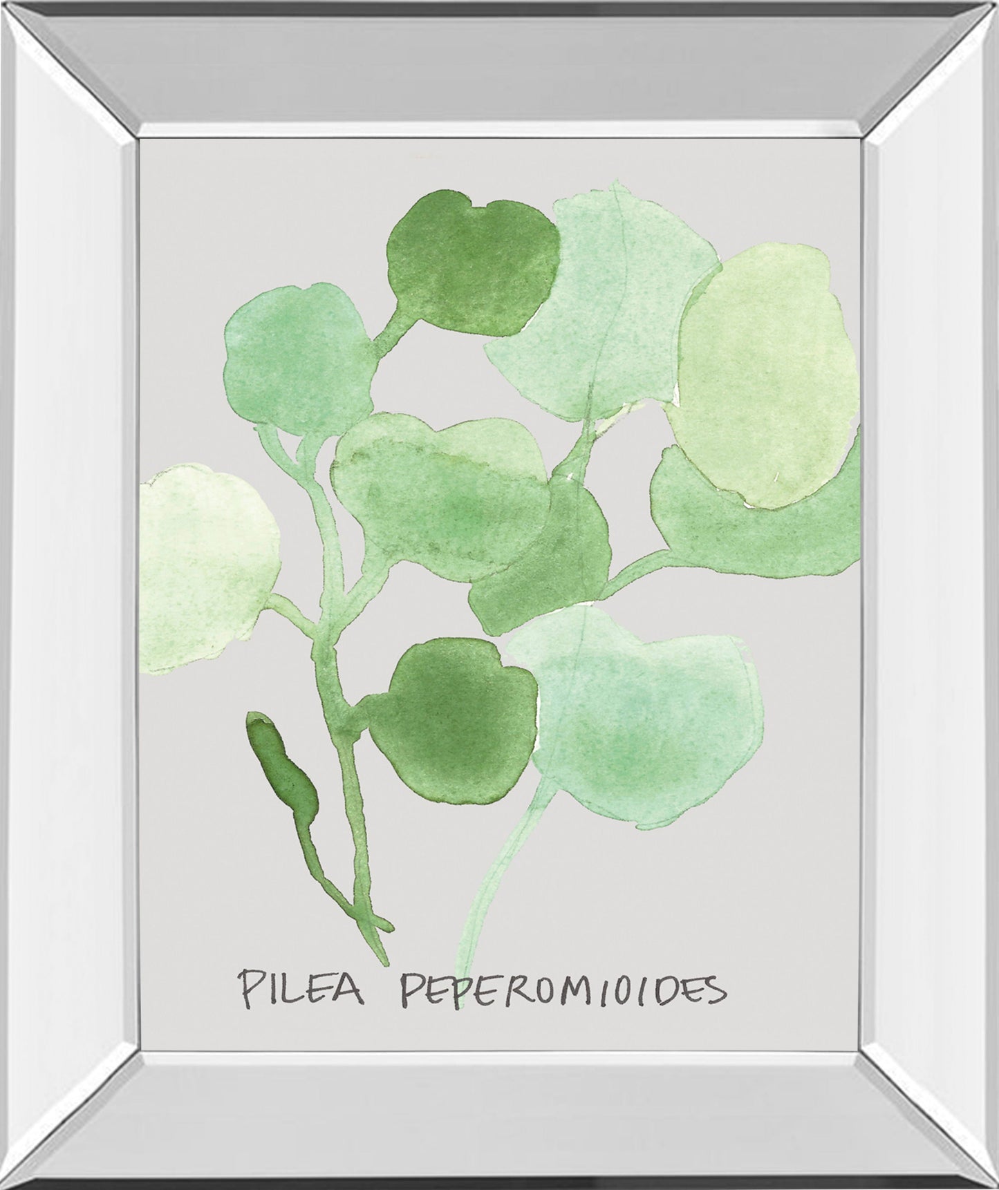 Pilea Peperomioides By Katrien Soeffers - Mirror Framed Print Wall Art - Green Classy Art