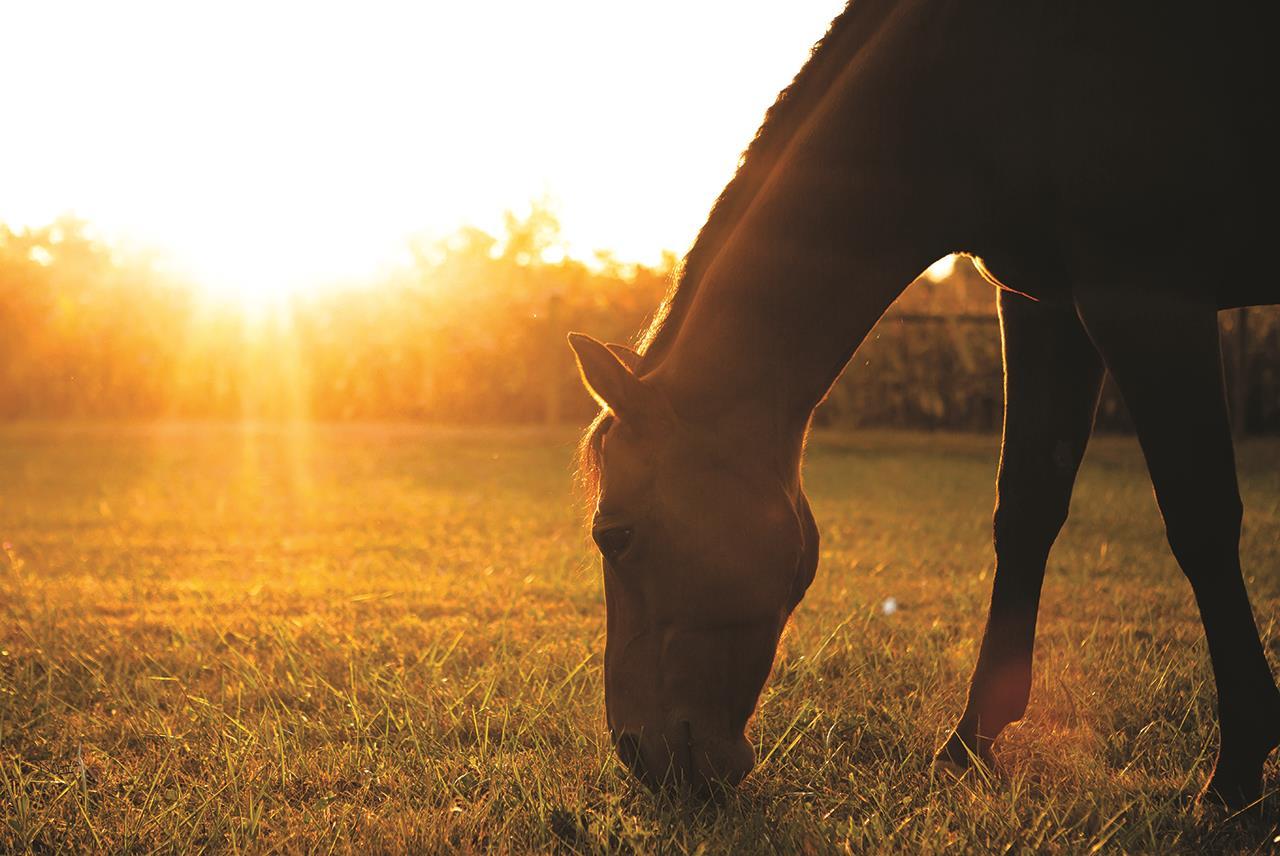 Small - Sunset Grazing I By Donnie Quillen - Yellow Classy Art