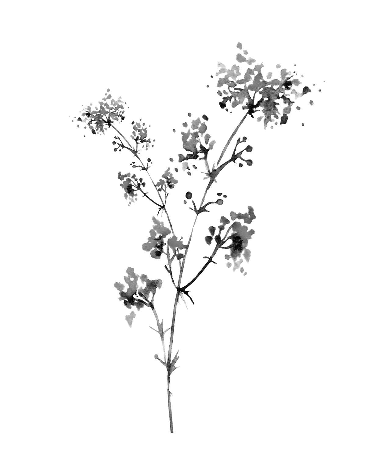 Small - Neutral Washed Botanical I By Conrad Knutsen - White Classy Art