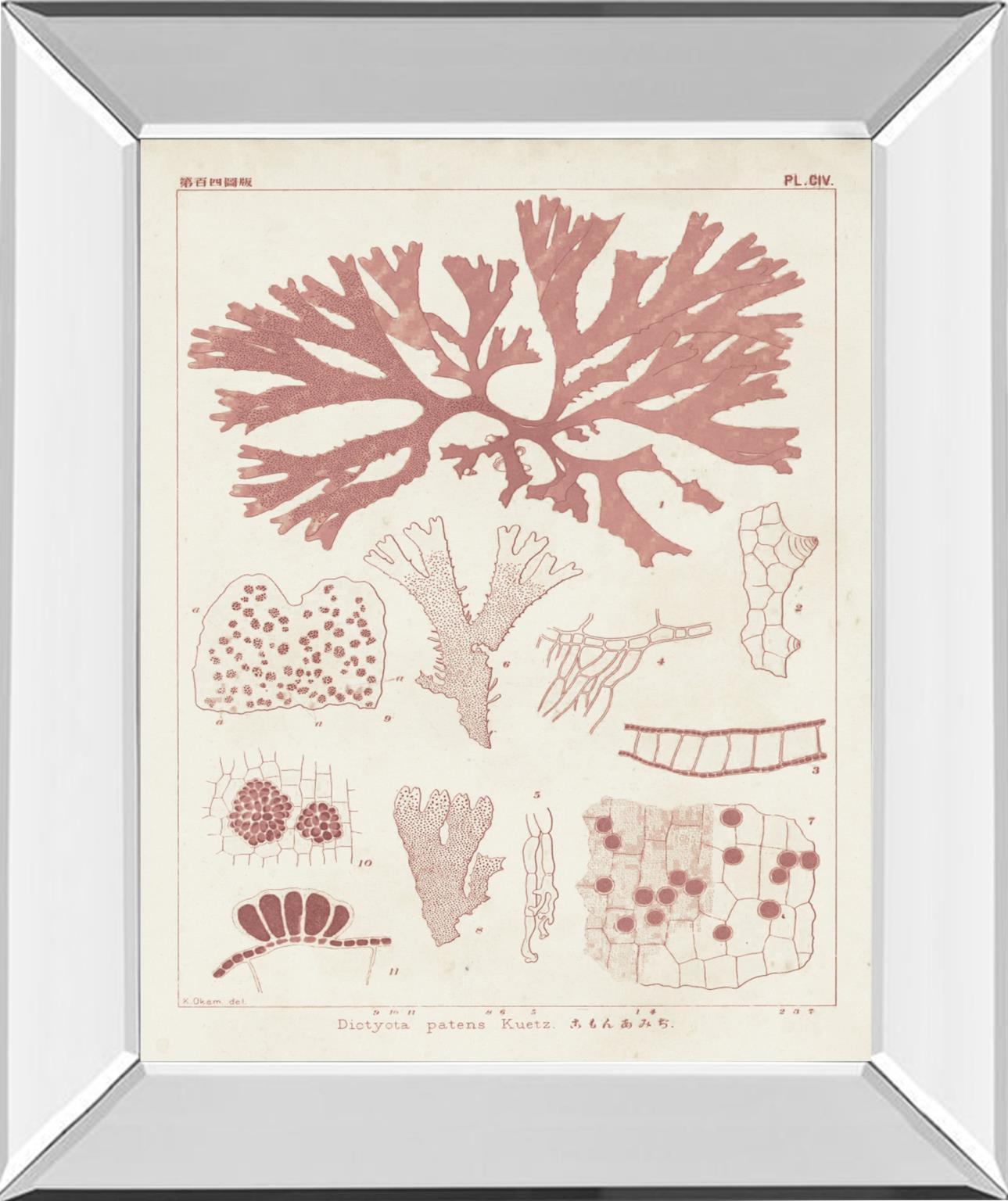 Antique Coral Seaweed III By Vision Studio - Pink Classy Art