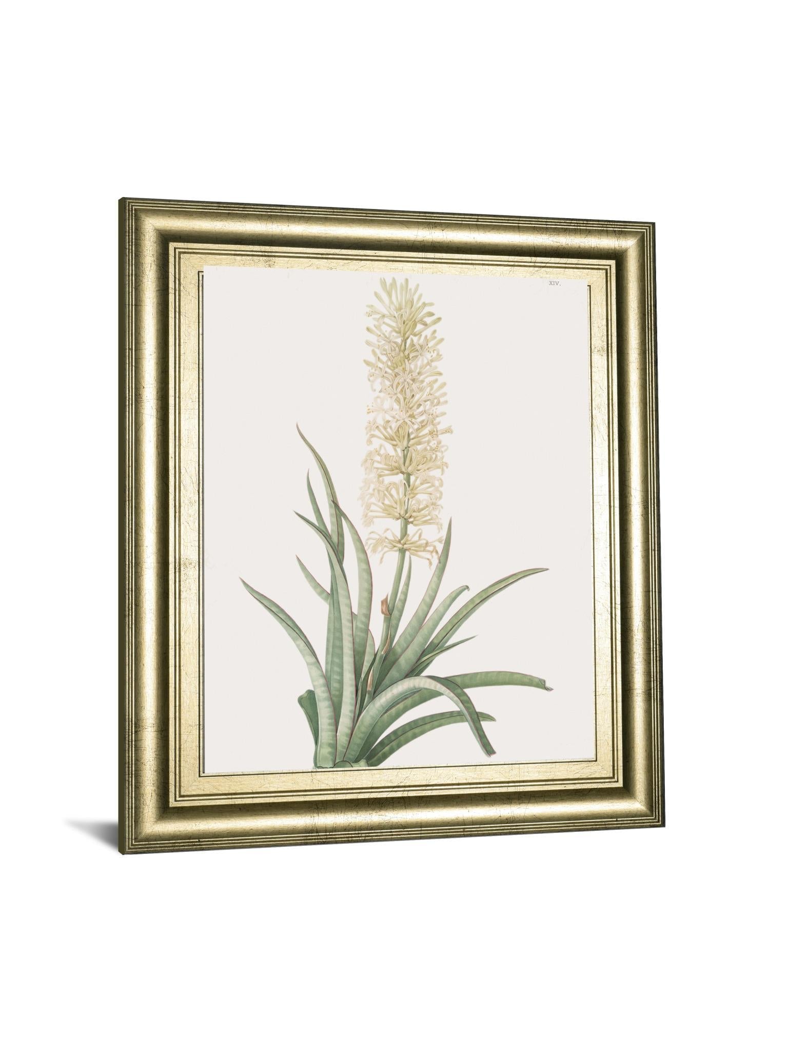 Sansevieria Zeylancia By Pierre Joseph Redoute - Framed Print Wall Art - Green Classy Art