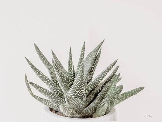 Boho Succulent By Jennifer Rigsby (Small) - Dark Green Classy Art