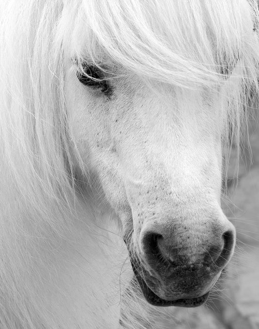 Island Pony I By Danita Delimont - Gray Classy Art