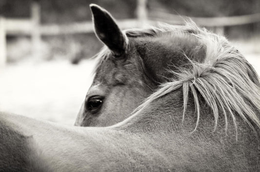 Over His Shoulder By Gail Peck - Dark Gray Classy Art