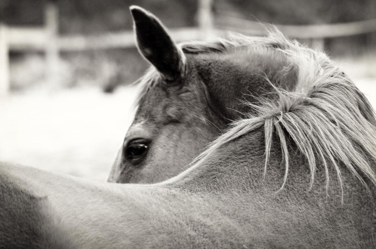 Over His Shoulder By Gail Peck (Framed) - Dark Gray Classy Art