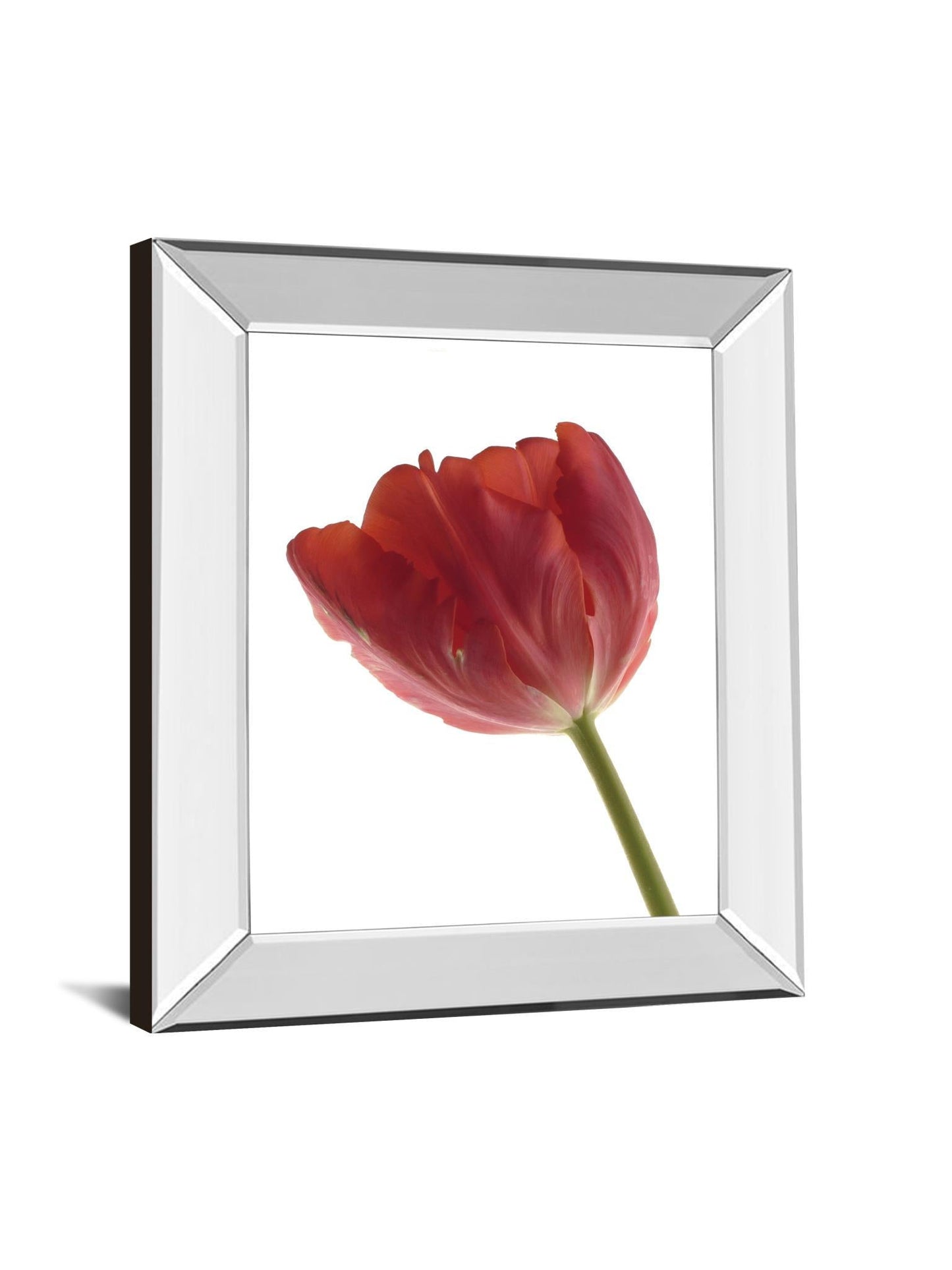 Red Tulip By Art Photo Pro - Mirror Framed Print Wall Art - Red Classy Art