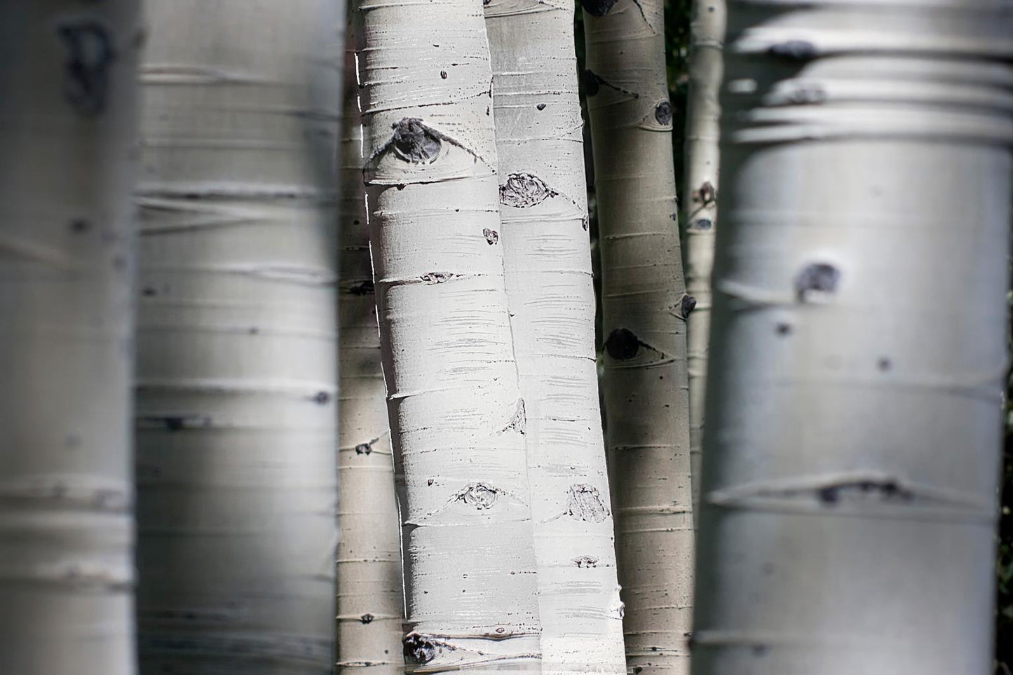 Tempered Glass With Foil - Aspen Trunks - Dark Gray Classy Art