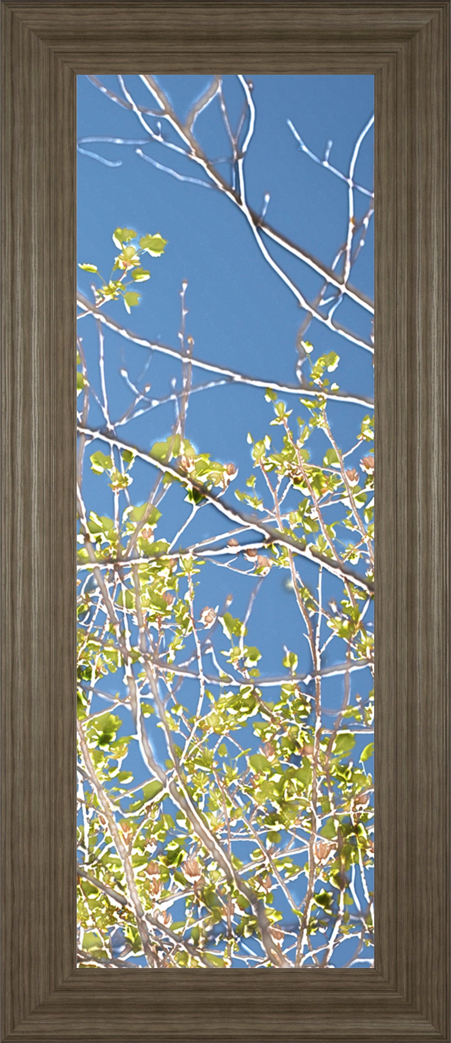 Spring Poplars IV By Sharon Chandler - Framed Print Wall Art - Green Classy Art