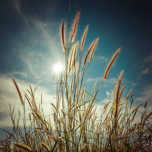 Cat Tails - Blue Classy Art