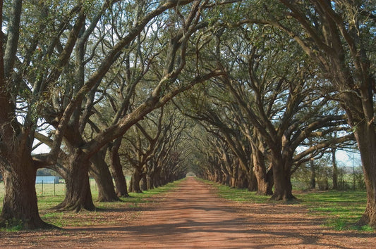 Oak Alley By Alexey - Dark Brown Classy Art