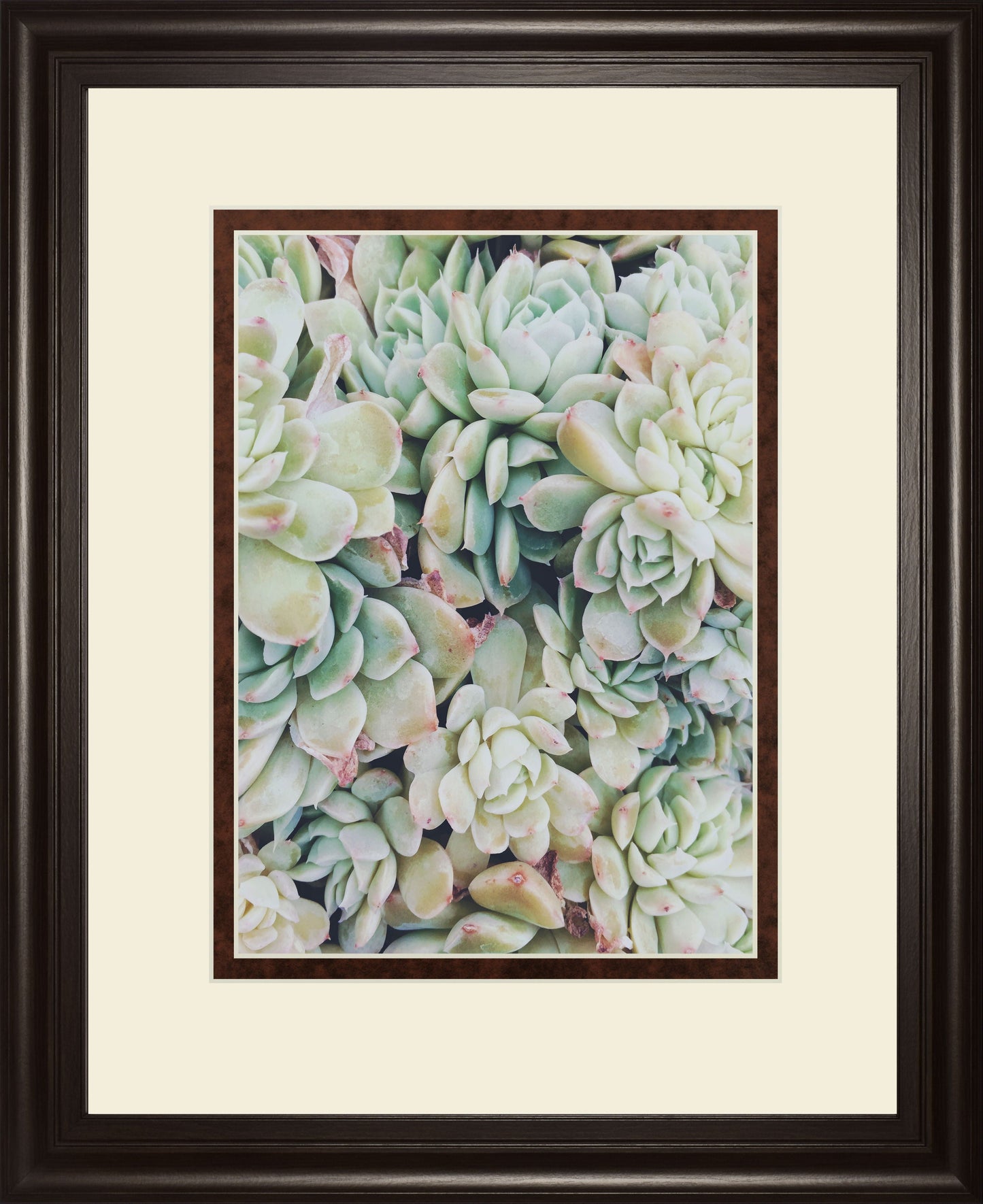 Translucent Succulents By Chelsea Kedron - Green Classy Art