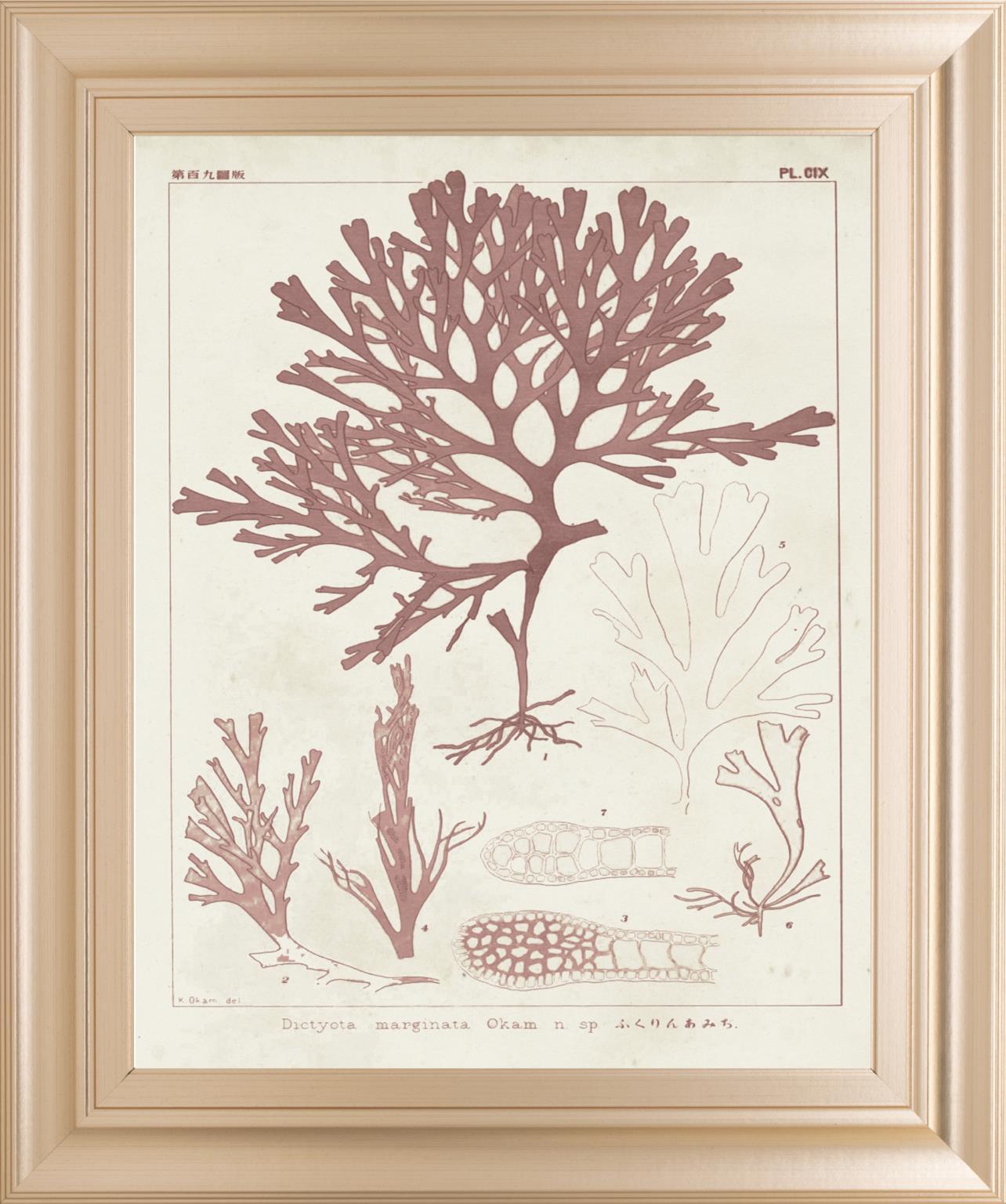 22x26 Antique Coral Seaweed II By Vision Studio - Pink Classy Art