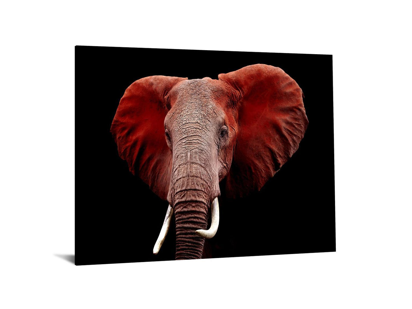 Tempered Glass Plus Foil Elephant - Red Classy Art