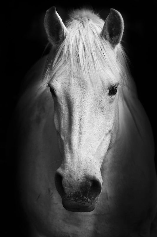 Temp Glass With Foil - White Horse - Black Classy Art