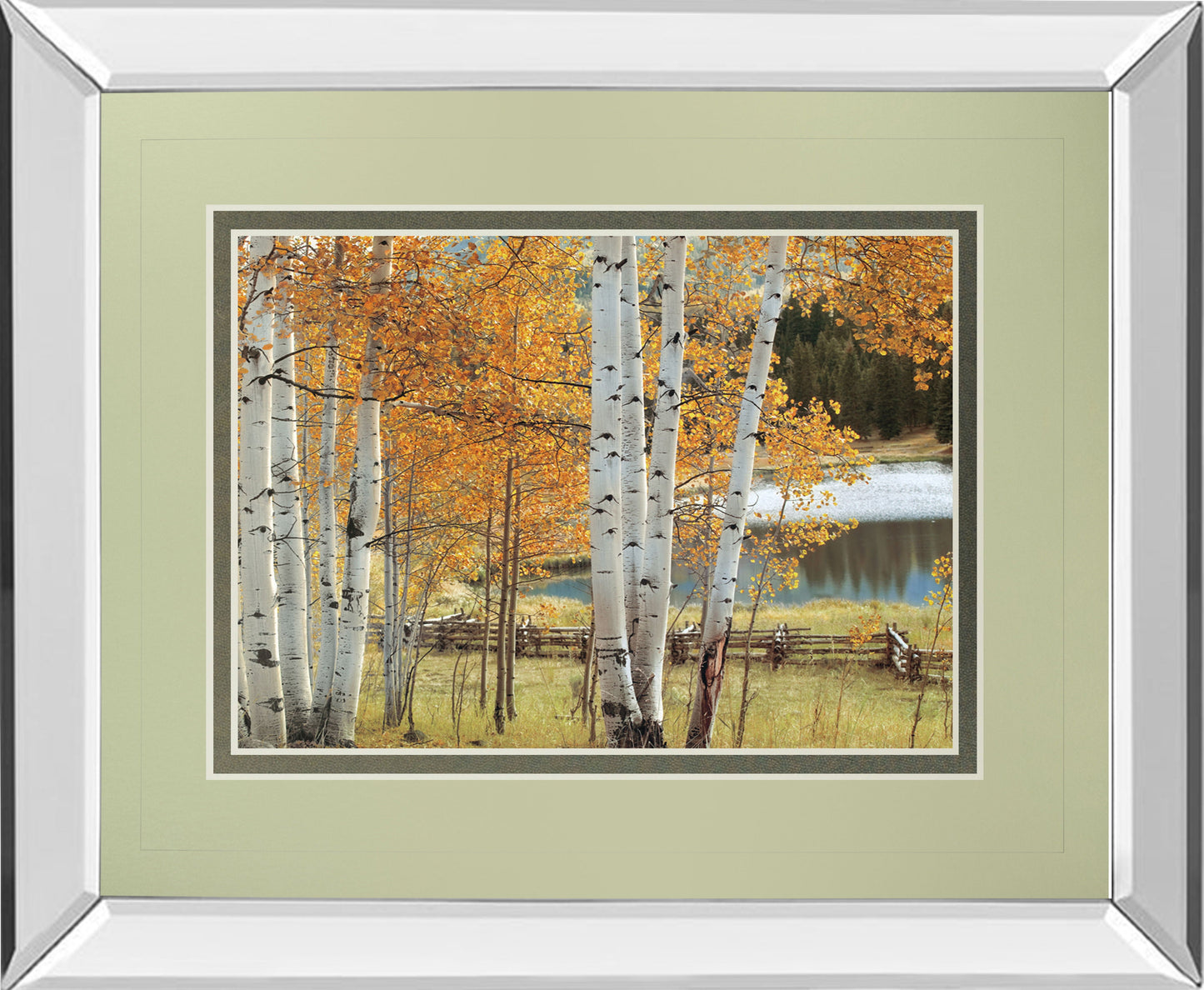 Birch Beauty By Mike Jones - Mirror Framed Print Wall Art - White Classy Art