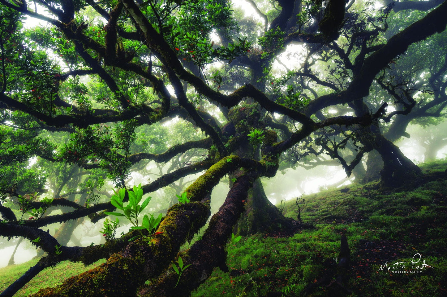 Tentacles By Martin Podt - Dark Brown Classy Art