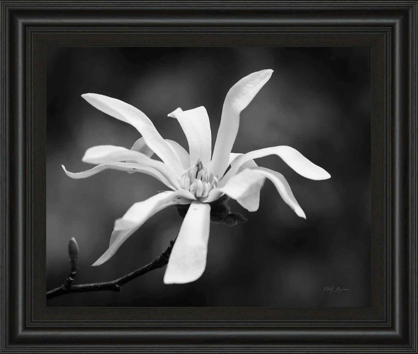 Magnolia Dreams I By Geyman Vitaly - Framed Print Wall Art - White Classy Art