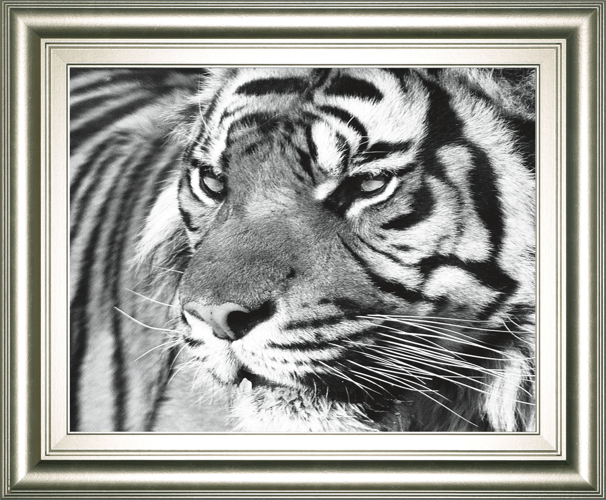 Tiger Eyes By Xavier Ortega - Framed Print Wall Art - Black Classy Art