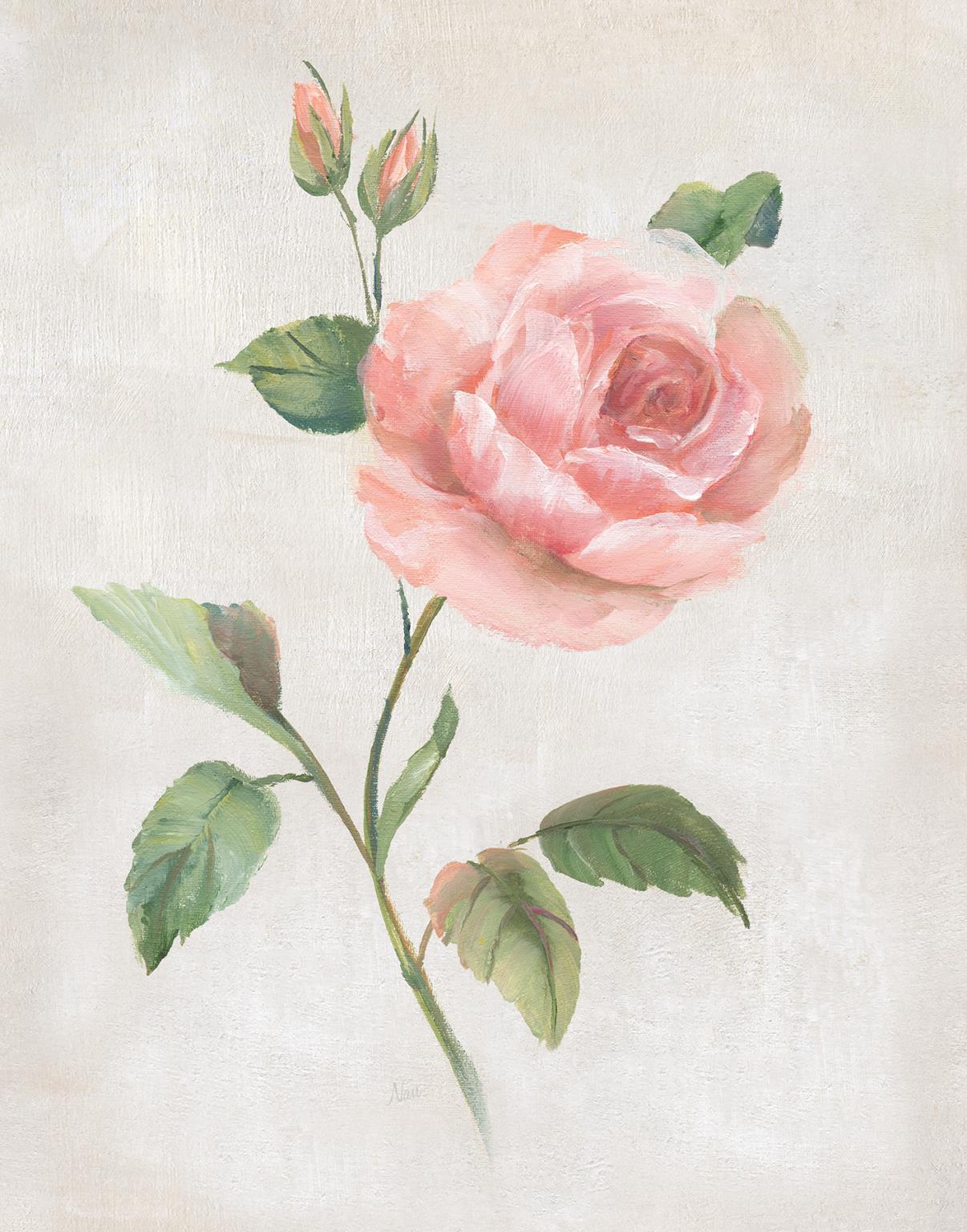 Small - Grandiflora I By Nan - Pink Classy Art