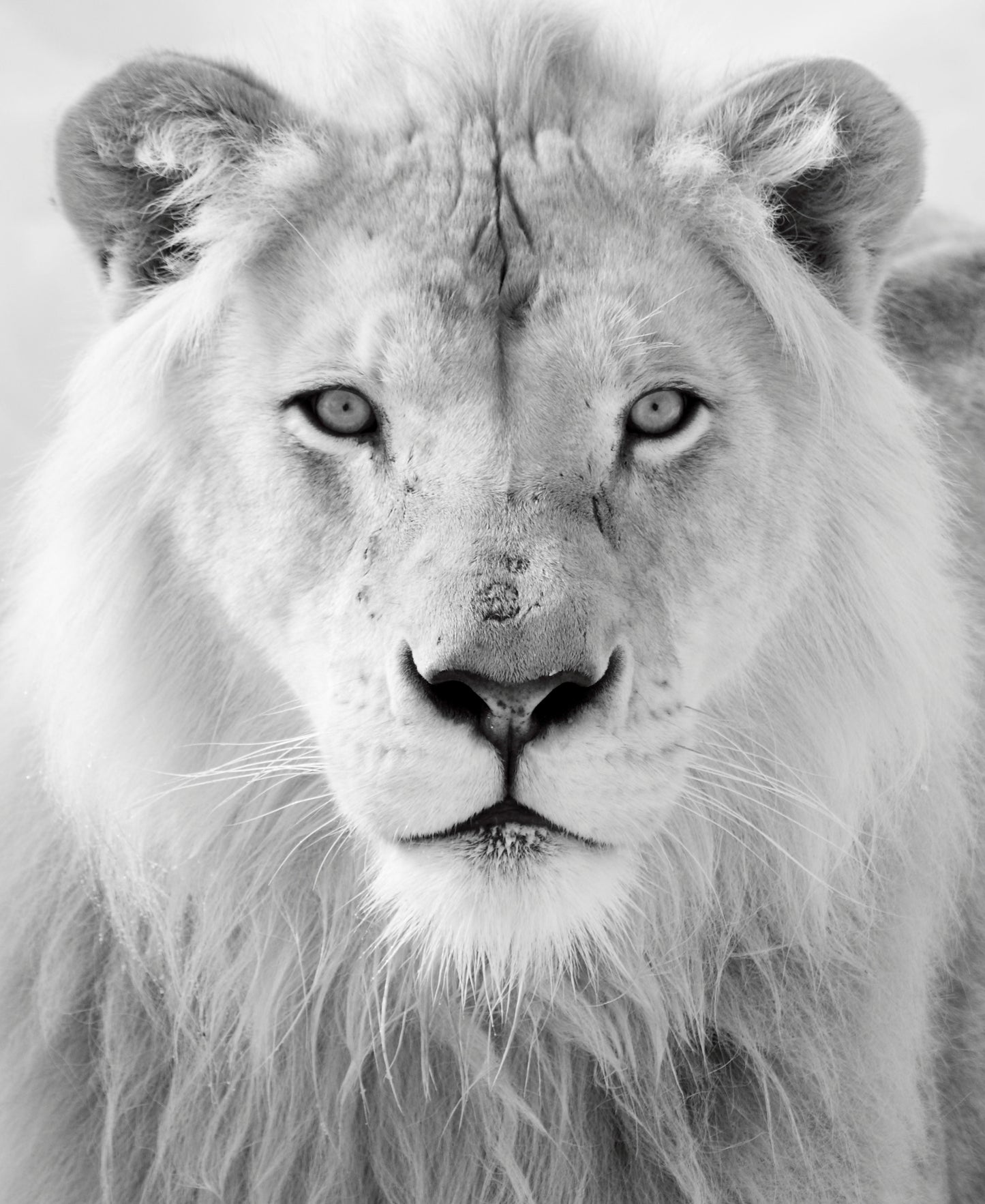 Black And White Lion - White Classy Art