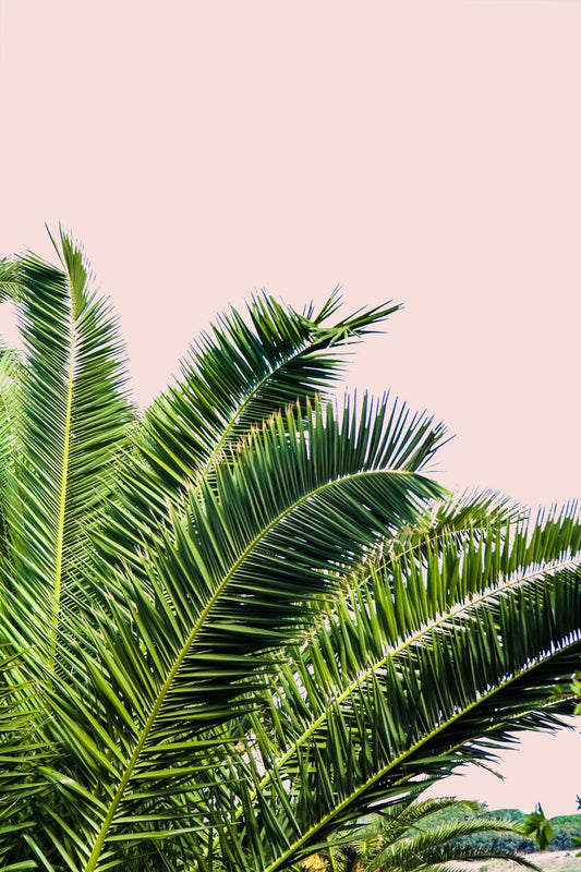 Framed - Tropical Leaves On Blush I By Acosta - Green Classy Art