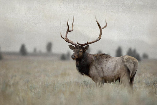 Grand Elk By Danita Delimont (Framed) - Dark Gray Classy Art