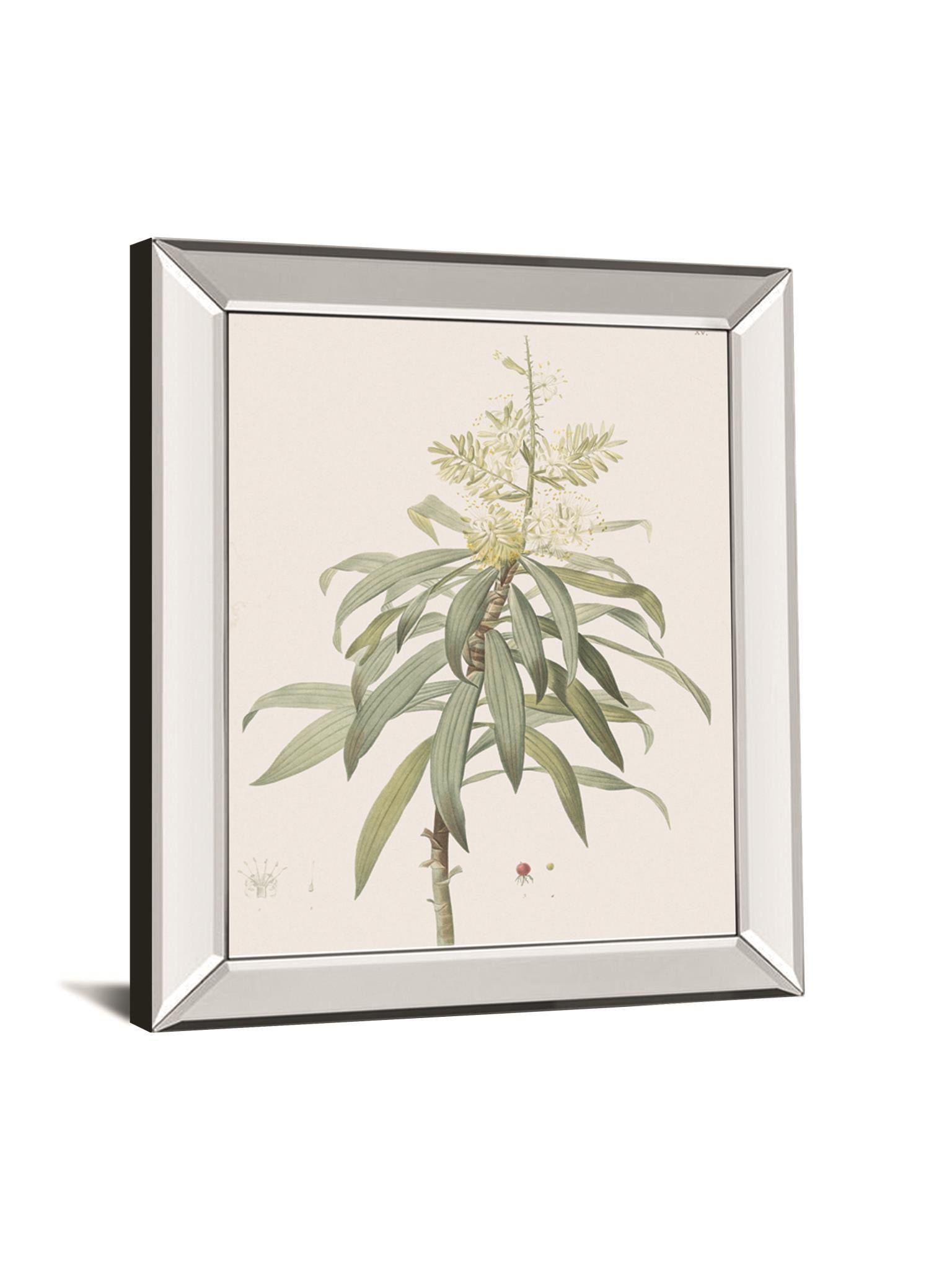 Dracaena Reflexa By Pierre Joseph Redoute - Mirror Framed Print Wall Art - White Classy Art