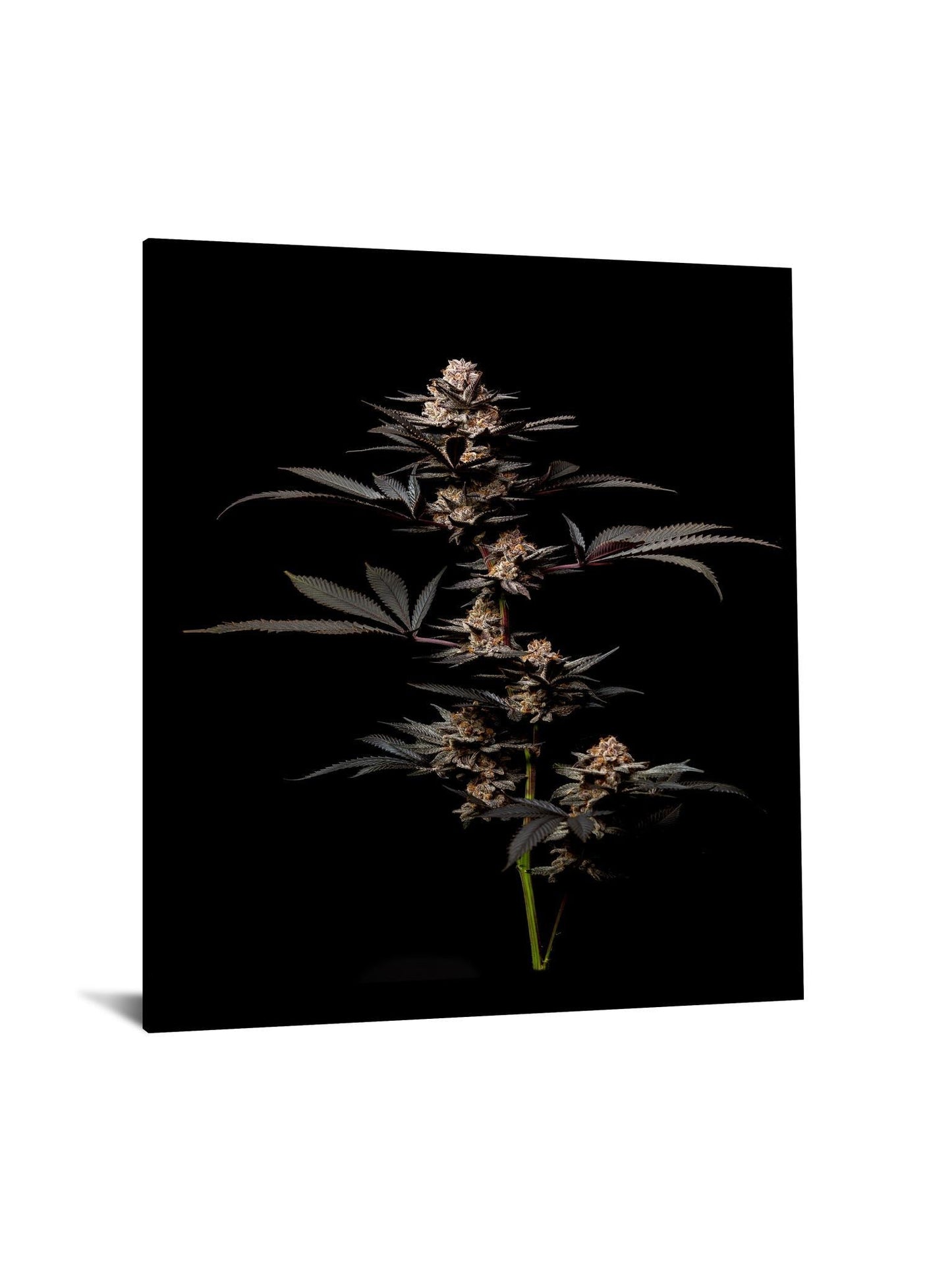 Tempered Glass With Foil - Cann 2 - Black Classy Art